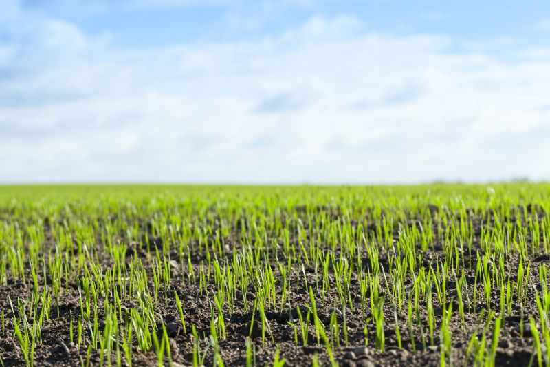 Dormant Grass Period