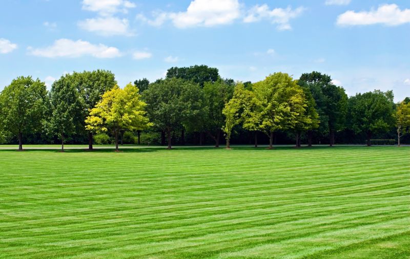Promote Healthy and Vibrant Grass Growth with Grass Cutting Services!